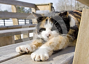 Calico Cat Relaxing in the Sun