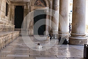 Calico cat resting on the paving stone in the Old City of Dubrovnik, Croatia.