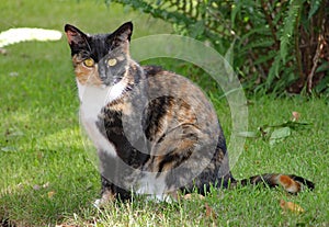 A calico cat sits on the grass on a hot summers day