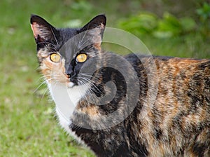 A calico cat sits and stares on a hot summers day