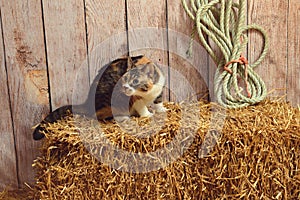 Calico cat sitting on hay bale