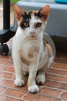 The calico cat is sitting and looking at the camera
