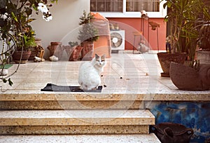 A calico cat sitting outdoors on a carpet in front of set of stairs near its house