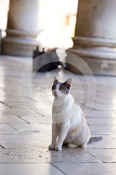 Calico cat sitting on the paving stone in the Old City of Dubrovnik, Croatia.