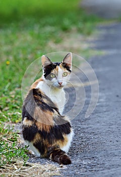 Calico cat sitting on the street