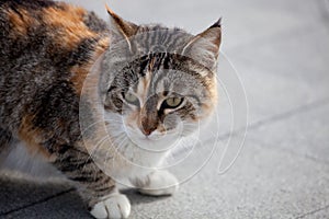 Calico cat sitting on a street close up