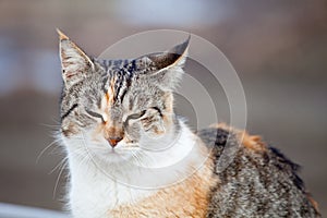 Calico cat sitting on a street close up