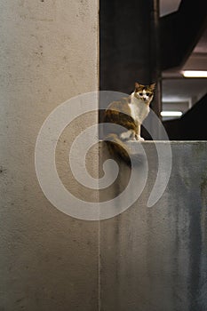 Calico cat sitting on a wall ledge.