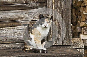 Calico Cat Sitting on Wooden Porch