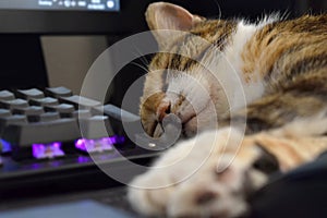 Calico cat sleeping beside computer keyboard.