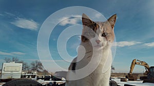 Calico Cat Slo Motion Against Blue Sky Background