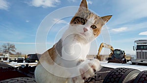 Calico Cat Slo Motion Against Blue Sky Background