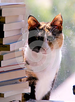 Calico cat with stack of books