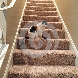 Calico cat on the stairs