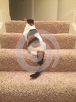 Calico cat on the stairs