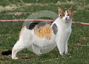 Kaliko mačka stojace v jasný zelená tráva trávnik 