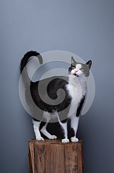 calico cat standing on wooden pedestal meowing