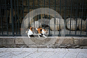 Calico cat on the street in dubrovnik