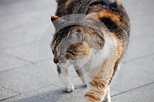 Calico cat walking on a street close up