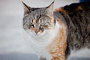 Calico cat walking on a street close up