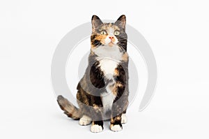 Calico Cat White Backdrop