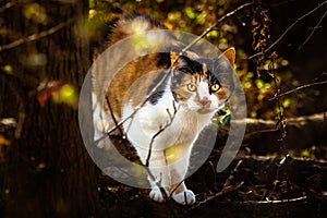 Calico Cat in the Woods