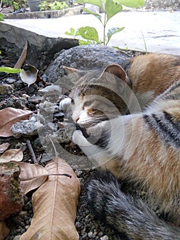 Calico cats daydream on the ground and dry leaves