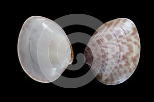 Calico clam-Macrocallista maculata photo