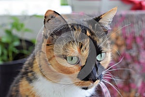 Calico domestic  femal cat