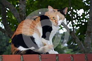 Calico Feral Cat on a Brick Wall