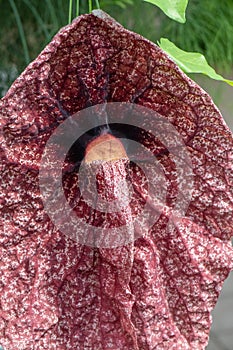 Calico flower Aristolochia littoralis close-up of flower