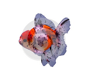 Calico goldfish isolated in a white background