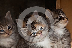 Calico Kitten