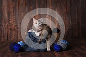 Calico Kitten in a Basket of Knitting Yarn on Wooden Background