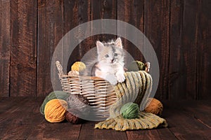 Calico Kitten in a Basket of Knitting Yarn on Wooden Background