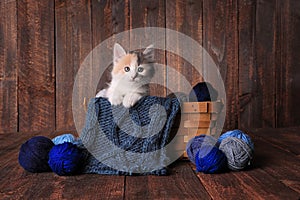 Calico Kitten in a Basket of Knitting Yarn on Wooden Background