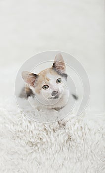Calico Kitten with head tilted to side laying on White Shag Rug