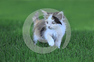 Calico Kitten Outdoor in the Green Grass