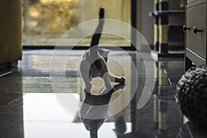 Calico kitten plays with a ball in the living room. Playful kitten. View from behind