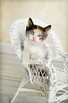 Calico Kitten posing in Wicker Chair