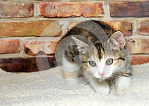 Calico kitten ready to pounce