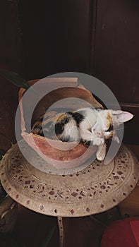 Calico kitten sleeping in an awkward position inside a broken clay pot