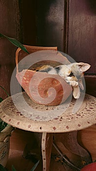 Calico kitten sleeping in an awkward position inside a broken clay pot