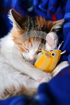 Calico kitten sleeping with her yellow mouse toy.