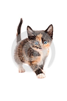 Calico Kitten Standing