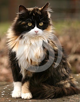 Calico Kitty