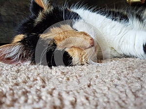Ultimate Cat Nap Kitty Sleeping on Carpet