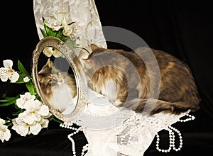 Calico in the Mirror photo