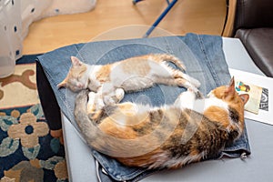 Calico mom cat with cute red and white kitten sleeping on denim skirt mistress