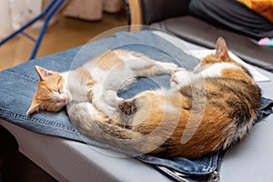Calico mom cat with cute red and white kitten sleeping on denim skirt mistress